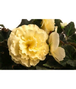 Hängebegonie 'Champagner' -Garten Und Außenbereich 8504383 WE DE 001 HaengebegonieChampagnerT23