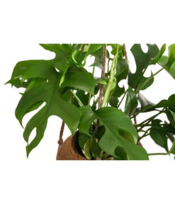 Kokodama-Ampel Fensterblatt - Monstera Minima 3 Kokodama-Ampel Fensterblatt - Monstera Minima -Garten Und Außenbereich 8508475 WE DE 001 KokodamaMonsteraMinimaT17DehnerExpressHerzig