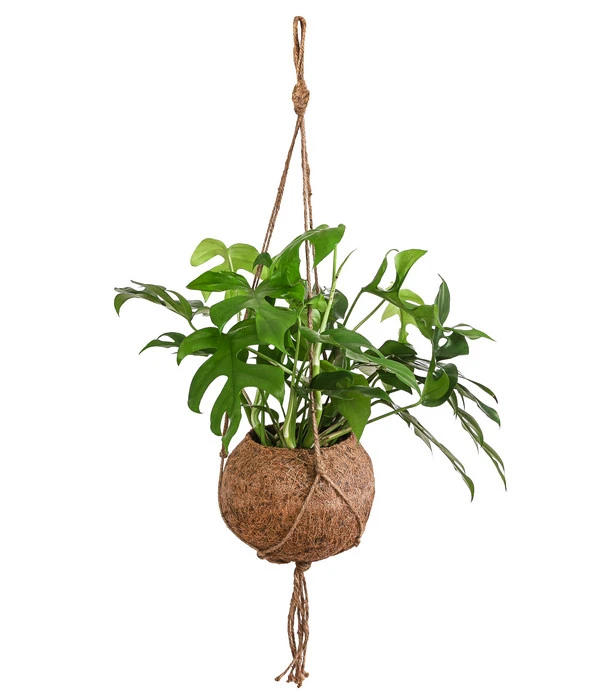 Kokodama-Ampel Fensterblatt - Monstera Minima 1 Kokodama-Ampel Fensterblatt - Monstera Minima