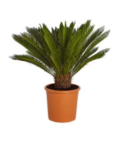 Bestseller 12 Sagopalmfarn - Cycas Revoluta