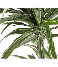 Drachenbaum - Dracaena Deremensis, Verschiedene Sorten -Garten Und Außenbereich 8511560 WE DE 001 DrachenbaumDracaenaDeremensisWhiteStripesT27DehnerExpressHerzig