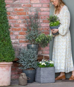 Olive, Stämmchen 9 Olive, Stämmchen -Garten Und Außenbereich 8512238 WE MO 001 EukylaptusOlive