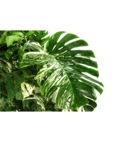 XXL Fensterblatt - Monstera Deliciosa 'Variegata', Ca. 180-220 Cm -Garten Und Außenbereich 8519399 WE DE 001 MonsteraVariegataT40DehnerExpressHerzig