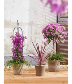 Keulenlilie 'Pink Passion' -Garten Und Außenbereich 8583684 PR MO 004 KuebelpflanzenBougainvilleaCordyline 8684482