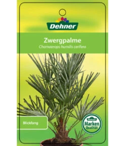 Blaue Zwergpalme -Garten Und Außenbereich 8584401 Chamaeropshumiliscerifera 15112016 1