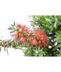 Zylinderputzer, Halbstamm -Garten Und Außenbereich 8585176 WE DE 001 CallistemonCaptainCookStamT18