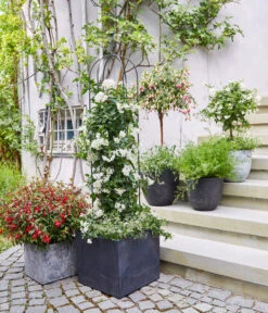 Jasminblütiger Nachtschatten, Stämmchen -Garten Und Außenbereich 8586083 WE MO 001 DipladeniaFuchsie