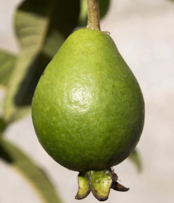 Brasilianische Guave 4 Brasilianische Guave – Bild 4