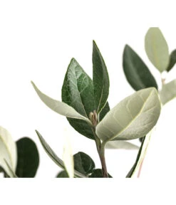 Brasilianische Guave 6 Brasilianische Guave -Garten Und Außenbereich 8586158 WE DE 002 FeijoaSelowianaBuschT24BrasilianischeGuave