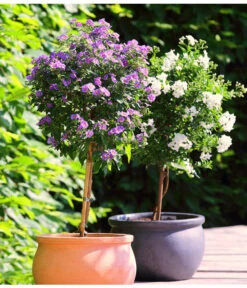 Jasminblütiger Nachtschatten, Stämmchen -Garten Und Außenbereich 8591679 8591711 WE MO 001 SolanumJasminoidesLycianthesRantonnetiiKuebelpflanzenHerzigBlumenparkJuni2015