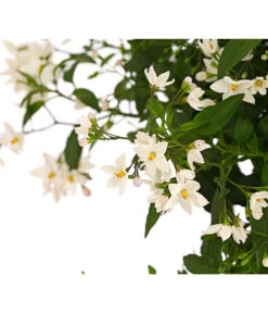 Jasminblütiger Nachtschatten, Stämmchen -Garten Und Außenbereich 8591703 WE DE 001 SolamumJasminoidesStammT20DehnerExpressHerzig