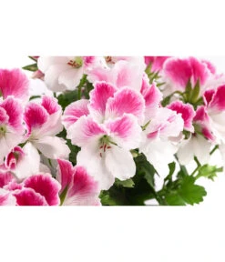 Edelpelargonie, Verschiedene Farben -Garten Und Außenbereich 8594541 WE DE 003 EdelpelargonieBuschT23
