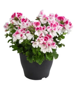 Edelpelargonie, Verschiedene Farben -Garten Und Außenbereich 8594541 WE FS 003 EdelpelargonieBuschT23