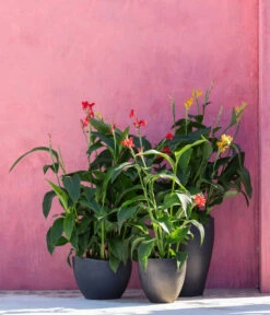 Indisches Blumenrohr, Verschiedene Sorten -Garten Und Außenbereich 8594798 WE MO 001 CannaIndicaMixT23