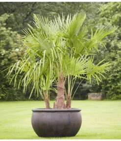 Titelseite -Garten Und Außenbereich 8607855 PR MO 001 Polystone SchaleEmpireBlumentopfBlumenvasePflanztopfHanfpalmeTrachycarpusFortuneiGruppe