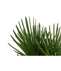 Hanfpalme, Multistamm 5 Hanfpalme, Multistamm -Garten Und Außenbereich 8607855 WE DE 001 HanfpalmeTrachycarpusFortuneiT36