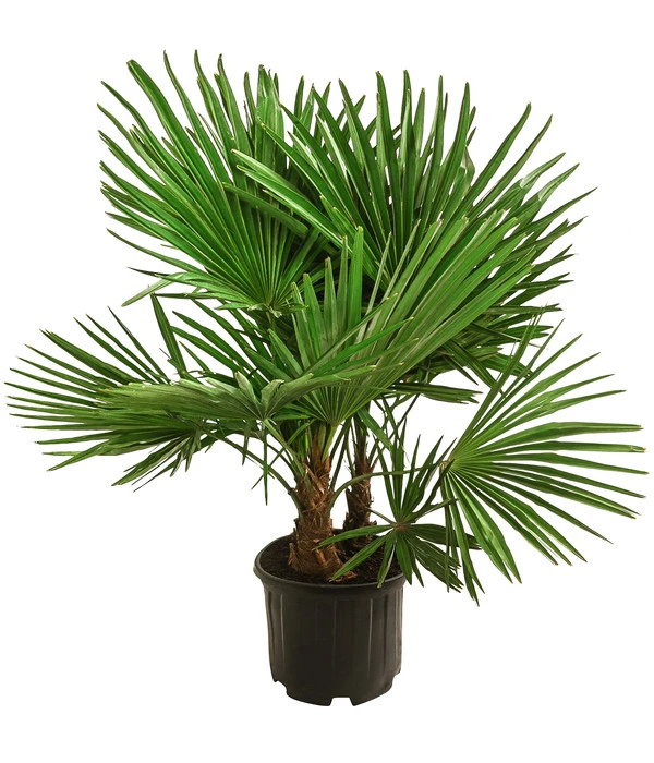 Hanfpalme, Multistamm 1 Hanfpalme, Multistamm