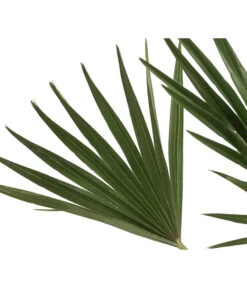 Zwergpalme 'Vulcano' -Garten Und Außenbereich 8607905 WE DE 002 ChamaeropsVulcanoT18