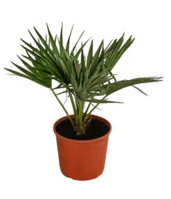 Bestseller 11 Zwergpalme 'Vulcano'