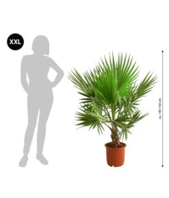 Bestseller -Garten Und Außenbereich 8608036 WE BG 001 XXL Faecherpalme140150cm