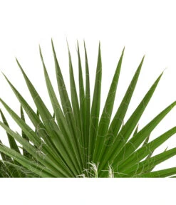 XXL Fächerpalme -Garten Und Außenbereich 8608036 WE DE 004 WashingtoniaRobustaT30MexikanischeFaecherpalme