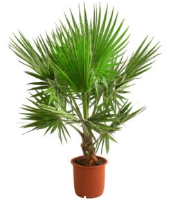 Bestseller 1 XXL Fächerpalme