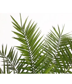 XXL Kanarische Dattelpalme, Ca. 140-160 Cm -Garten Und Außenbereich 8608721 PR DE 001 PhoenixCanariensisT28DehnerExpressHerzig