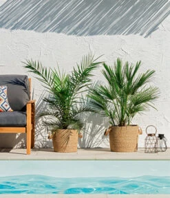 Bestseller -Garten Und Außenbereich 8608721 WE MO 002 ZwergpalmeChamaeropsHumilisKanarischeDattelpalmePhoenixCanariensisUweSauer