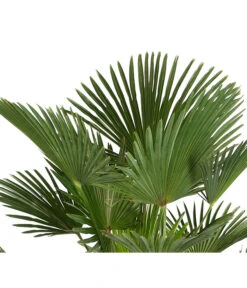 Bestseller -Garten Und Außenbereich 8609349 PR DE 001 WagnersHanfpalmeKleineHanfpalmeTrachyWagnerianus25