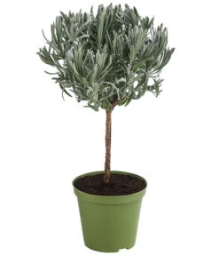 Bestseller 13 Dehner Gourmet Garten Lavendel, Hochstamm