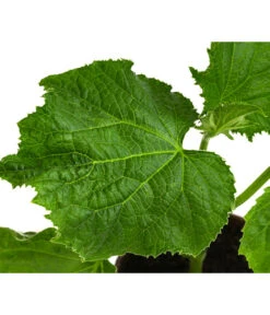 Bio Schlangengurke Im Pottburri®-Topf -Garten Und Außenbereich 8611287 WE DE 001 BioPBSchlangengurke