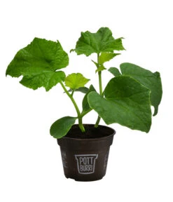 Bestseller -Garten Und Außenbereich 8611287 WE FS 001 BioPBSchlangengurke