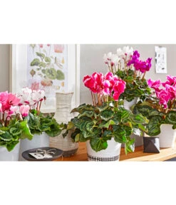 Alpenveilchen 'Victoria' -Garten Und Außenbereich 8619488 8217911 WE MO 001 cycla sondersort