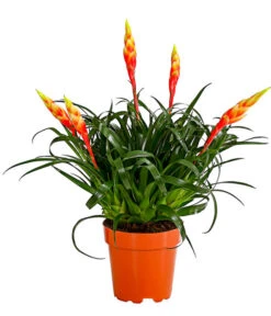 Vriesea - Bromelia Cultivars 'Shannon'