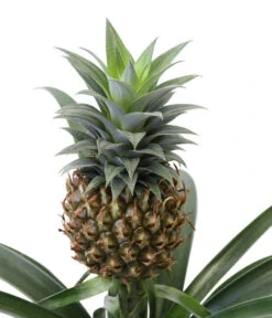 Ananaspflanze - Ananas Comosus, In Keramik -Garten Und Außenbereich 8627978 WE DE 001 AnanaspflanzeInKeramik