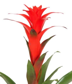 Guzmanie - Guzmania Calypso, In Keramik -Garten Und Außenbereich 8628018 WE DE 001 GuzmaniaCalypsoInKeramik