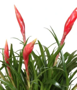 Bromelien-Set Sommerfrische, 4-teilig -Garten Und Außenbereich 8628059 WE DE 001 BromelienMix4erSet
