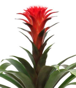 Bromelien-Set Sommerfrische, 4-teilig -Garten Und Außenbereich 8628059 WE DE 002 BromelienMix4erSet