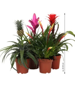 Bromelien-Set Sommerfrische, 4-teilig -Garten Und Außenbereich 8628059 WE IG 007 BromelienMix4erSet