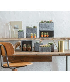 Warzenkaktus - Mammilaria, Verschiedene Sorten -Garten Und Außenbereich 863470 WE MO 001 KaktusKugelmixT5 5 GC10 2022