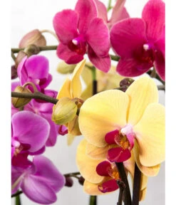 Schmetterlingsorchidee - Phalaenopsis Cultivars, Verschiedene Sorten -Garten Und Außenbereich 8649964 PR DE 001 OrchideePhalaenopsisPixabay