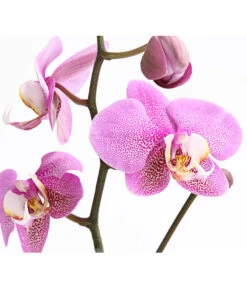 Schmetterlingsorchidee - Phalaenopsis Cultivars, Verschiedene Sorten -Garten Und Außenbereich 8649964 WE DE 001 SchmetterlingsorchideePhalaenopsis1TrieberT12DehnerExpressHerzig
