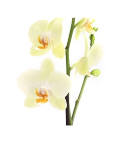 Schmetterlingsorchidee - Phalaenopsis Cultivars, Verschiedene Sorten -Garten Und Außenbereich 8649964 WE DE 002 SchmetterlingsorchideePhalaenopsis1TrieberT12DehnerExpressHerzig