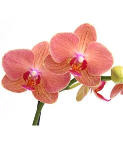 Schmetterlingsorchidee - Phalaenopsis Cultivars, Verschiedene Sorten -Garten Und Außenbereich 8649964 WE DE 003 SchmetterlingsorchideePhalaenopsis1TrieberT12DehnerExpressHerzig