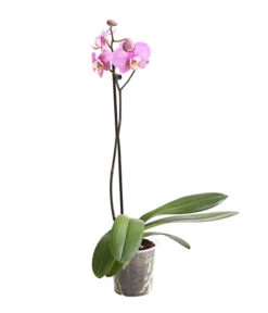 Schmetterlingsorchidee - Phalaenopsis Cultivars, Verschiedene Sorten -Garten Und Außenbereich 8649964 WE FS 001 SchmetterlingsorchideePhalaenopsis1TrieberT12DehnerExpressHerzig