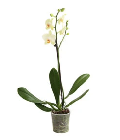 Schmetterlingsorchidee - Phalaenopsis Cultivars, Verschiedene Sorten -Garten Und Außenbereich 8649964 WE FS 002 SchmetterlingsorchideePhalaenopsis1TrieberT12DehnerExpressHerzig