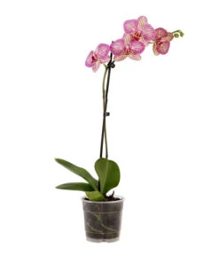 Schmetterlingsorchidee - Phalaenopsis Cultivars, Verschiedene Sorten -Garten Und Außenbereich 8649964 WE FS 002 SchmetterlingsorchideePhalaenopsisMix