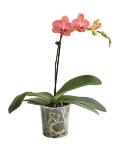 Schmetterlingsorchidee - Phalaenopsis Cultivars, Verschiedene Sorten -Garten Und Außenbereich 8649964 WE FS 003 SchmetterlingsorchideePhalaenopsis1TrieberT12DehnerExpressHerzig