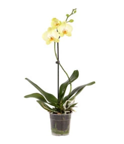 Schmetterlingsorchidee - Phalaenopsis Cultivars, Verschiedene Sorten -Garten Und Außenbereich 8649964 WE FS 003 SchmetterlingsorchideePhalaenopsisMix