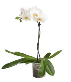 Schmetterlingsorchidee - Phalaenopsis Cultivars, Verschiedene Sorten -Garten Und Außenbereich 8649964 WE FS 004 SchmetterlingsorchideePhalaenopsis1TrieberT12DehnerExpressHerzig